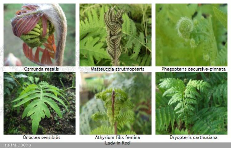 Lot Fougères Zones Humides En 1 Litre. Osmunda,Dryopteris, Matteuccia, Phegopteris, Athyrium
