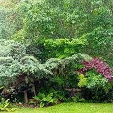 Lot Persistantes Et Caduques En 1 Litre. Dryopteris, Etc