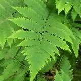 Dryopteris goldiana