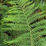 Dryopteris filix-mas  'Linearis Congesta'