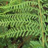 Dryopteris filix-mas  'Linearis Congesta'